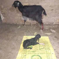 بز و بزغاله