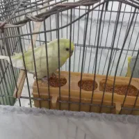 فروش مرغ عشق نر|پرنده|طبس, |دیوار