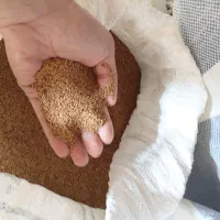 تخم یونجه ضمانتی