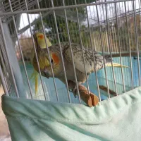 طوطی عروس|پرنده|فومن, |دیوار