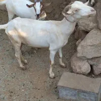 سلام عزیزان، فروش یک راس بز با یک کهره دو ماه