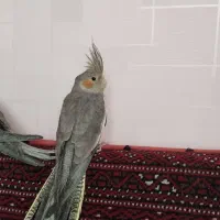 عروس هلندی دستی