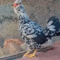 فروش تخم نطفه از مرغ وخروس گلین