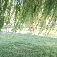 کارت ملی گم شده