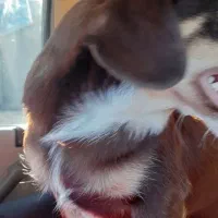 سگ پینچر انگلیسی پاکوتاه کوتوله|سگ|کرمانشاه, |دیوار