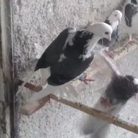 کفتر