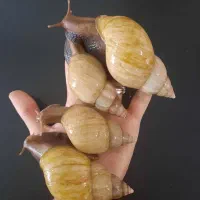 فروش و یا معاوضه حلزون آچاتینا