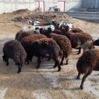 بره نر|حیوانات مزرعه|قره چای, |دیوار