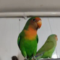 جفت طوطی برزیلی