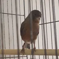 قناری نر|پرنده|شوشتر, |دیوار