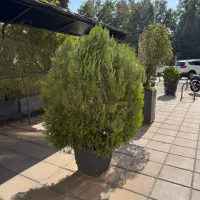 منشی آقایان