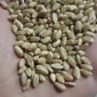گندم  آبی مرغوب