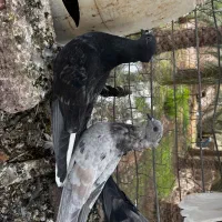 پرنده
