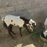 نر بزپنجاب فروشی|حیوانات مزرعه|پسکوه, |دیوار