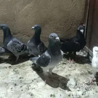 کفتر مسافتی پلاکی|پرنده|قم, انسجام|دیوار