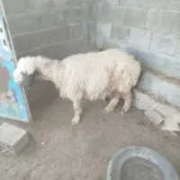 فروش میش|حیوانات مزرعه|خورموج, |دیوار