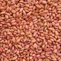 بذر گندم پیشگام (اصلاح شده)