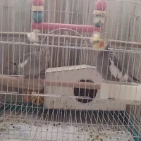 عروس هلندی|پرنده|تهران, کرمان|دیوار