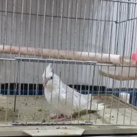 عروس هلندی|پرنده|دوگنبدان, |دیوار