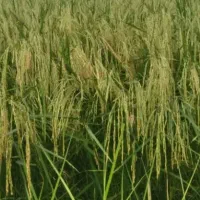 زمین-زراعی-چسبیده-به-بافت-روستا