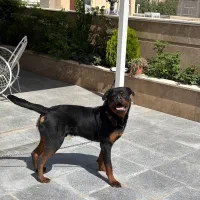 سگ روت فایلر