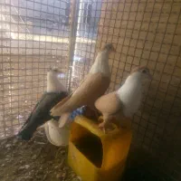 تعدادی کبوتر فروشی