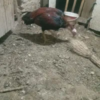 خروس لاری جوان