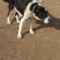 سگ ماده گله