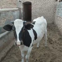 فروش گوساله