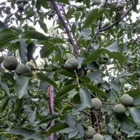 نهالستان بزرگ امام علی فروش نهال گردوبادام گیلاس..|خدمات باغبانی و درختکاری|شهرکرد, |دیوار