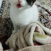 بچه گربه دو ماه