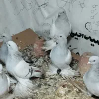 تعداد 9عددکبوترابی کاغذی