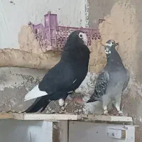 قرسیاه شاخ دار طاووسی ناب|پرنده|داراب, |دیوار