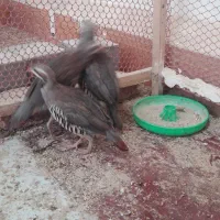 بلدرچین کوهی نروماده