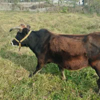 گاو فروشی.چهار ماهه حامله|حیوانات مزرعه|تالش, جوکندان|دیوار