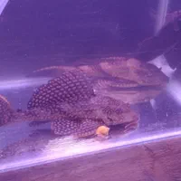 ماهی آکواریوم لجنخوار غذا گیاه خوار وگوشتخوار|ماهی|رشت, منظریه|دیوار