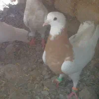 کبوتر کفتر طوقی و امری سبز|پرنده|کاشمر, |دیوار