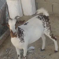 گیسهنزار|حیوانات مزرعه|قشم, |دیوار