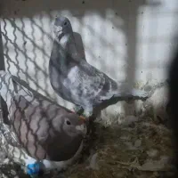 نرماده|پرنده|زاوه, |دیوار