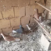 کبوتر درپرنده|پرنده|قم, وادی السلام|دیوار
