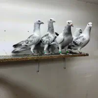 پرنده کبوتر کرمانی|پرنده|کرمان, |دیوار