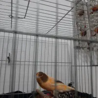 انواع پرنده سهره قناری طوطی گلدین فنج|پرنده|سمنان, |دیوار