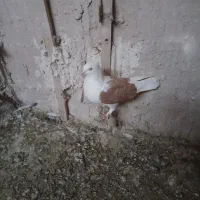 فروش کبوتر
