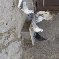 کبوتر کفتر