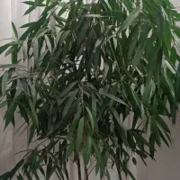 گل بنجامین امستل