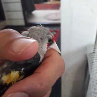 سهره نر