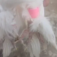 کبوتر لوتی گرفتنی