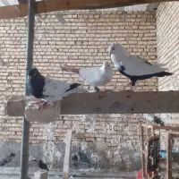کبوتر پرشی