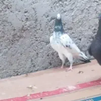 تعدادکبوتر سبز و دوتا شیخ پاکستانی|پرنده|خورموج, |دیوار