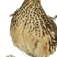 فروش-و-اجاره-سالن-پرورش-پرنده